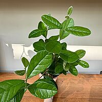 Eucalyptus citriodora - 6" Pot