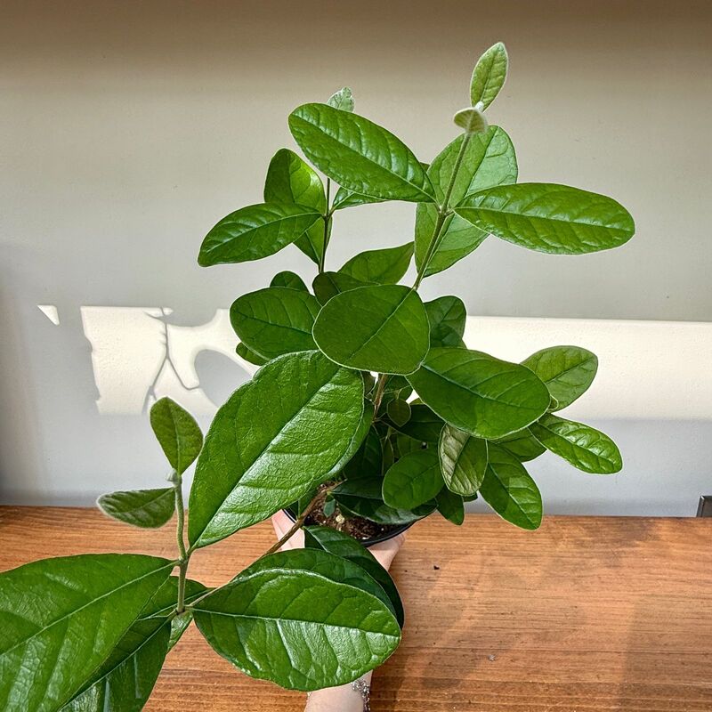 Eucalyptus citriodora - 6" Pot