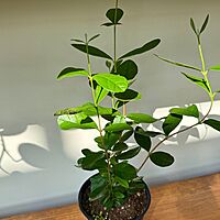 Eucalyptus citriodora - 6" Pot