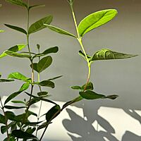 Eucalyptus citriodora - 6" Pot