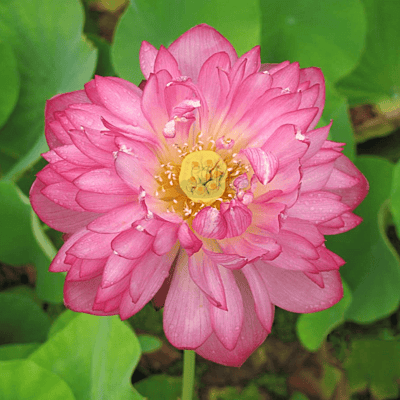 MoMo Botan DW Pink Lotus (Nelumbo nucifera) - Tub