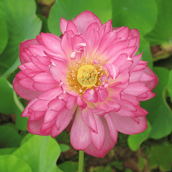 MoMo Botan DW Pink Lotus (Nelumbo nucifera) - Tub