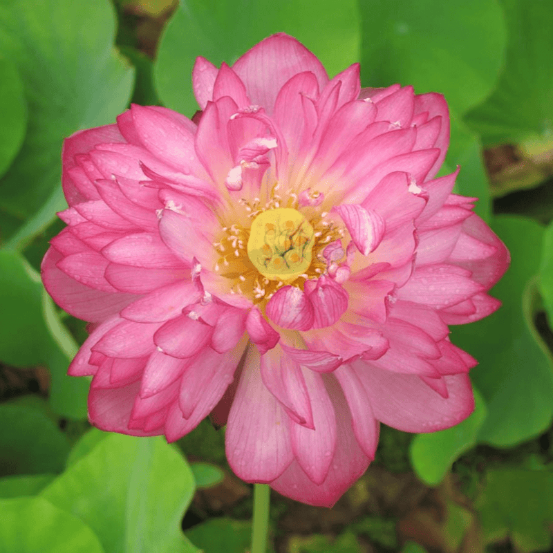 MoMo Botan DW Pink Lotus (Nelumbo nucifera) - Tub