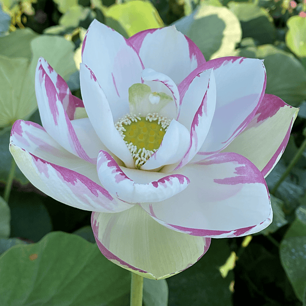 Empress White/Pink Lotus (Nelumbo nucifera) - Tub