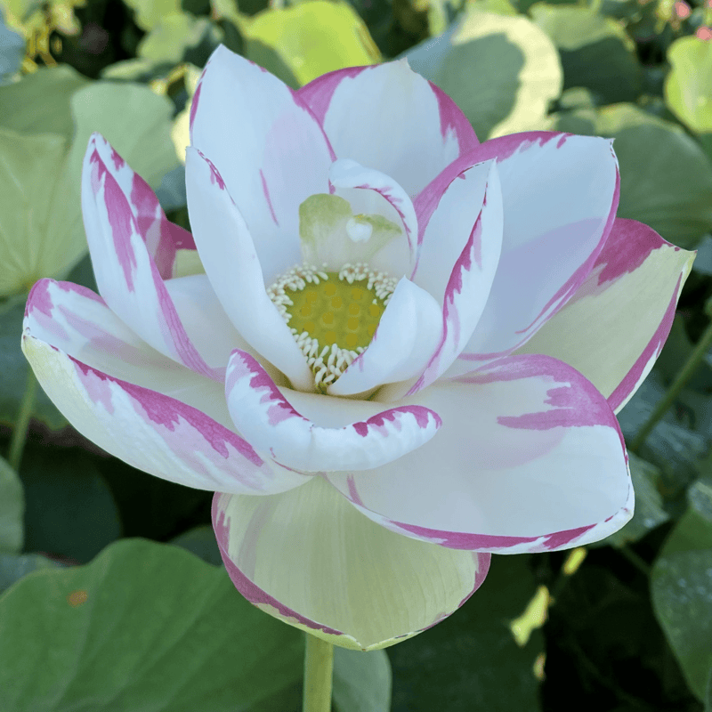 Empress White/Pink Lotus (Nelumbo nucifera) - Tub