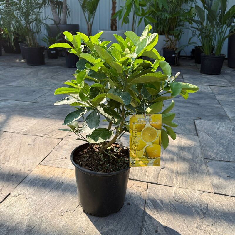 Citrus x pyriformis (Ponderosa Lemon) - 3g Pot