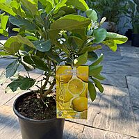 Citrus x pyriformis (Ponderosa Lemon) - 3g Pot