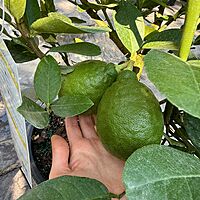 Citrus x pyriformis (Ponderosa Lemon) - 3g Pot