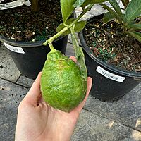 Citrus x pyriformis (Ponderosa Lemon) - 3g Pot