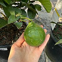 Citrus x pyriformis (Ponderosa Lemon) - 3g Pot