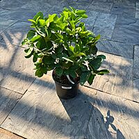 Citrus x pyriformis (Ponderosa Lemon) - 3g Pot
