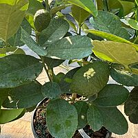 Citrus x pyriformis (Ponderosa Lemon) - 3g Pot
