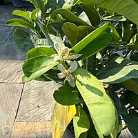 Citrus x pyriformis (Ponderosa Lemon) - 3g Pot