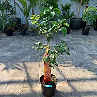 Citrus paradisi 'Ruby Ray' (Ruby Ray Grapefruit) - 5g Pot