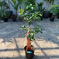 Citrus paradisi 'Ruby Ray' (Ruby Ray Grapefruit) - 5g Pot