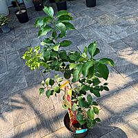 Citrus paradisi 'Ruby Ray' (Ruby Ray Grapefruit) - 5g Pot