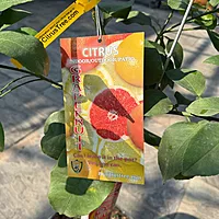 Citrus paradisi 'Ruby Ray' (Ruby Ray Grapefruit) - 5g Pot