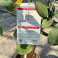 Citrus paradisi 'Ruby Ray' (Ruby Ray Grapefruit) - 5g Pot