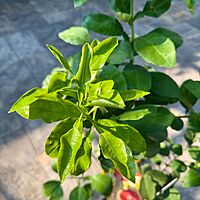 Citrus paradisi 'Ruby Ray' (Ruby Ray Grapefruit) - 5g Pot