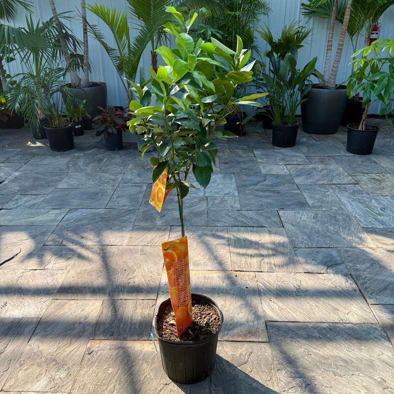 Citrus x sinensis (Blood Orange) - 5g Pot