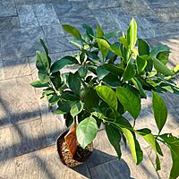 Citrus x sinensis (Blood Orange) - 5g Pot