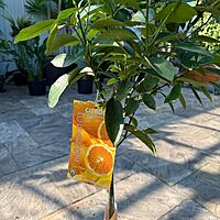 Citrus x sinensis (Blood Orange) - 5g Pot