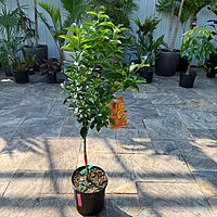 Citrus reticulata (Tangerine) - 5g Pot