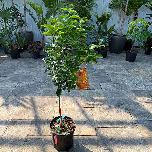 Citrus reticulata (Tangerine) - 5g Pot