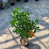 Citrus reticulata (Tangerine) - 5g Pot