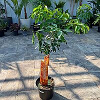 Citrus x tangelo 'Minneola' (Minneola Tangelo) - 5g Pot