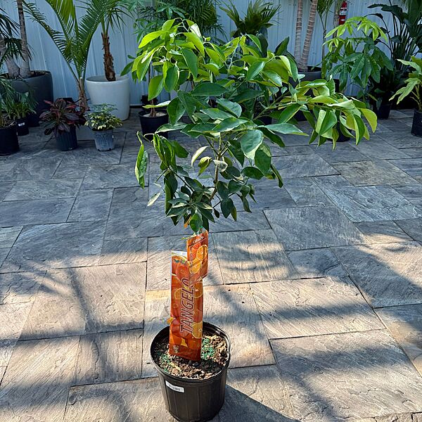 Citrus x tangelo 'Minneola' (Minneola Tangelo) - 5g Pot