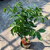 Citrus x tangelo 'Minneola' (Minneola Tangelo) - 5g Pot