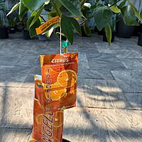 Citrus x tangelo 'Minneola' (Minneola Tangelo) - 5g Pot