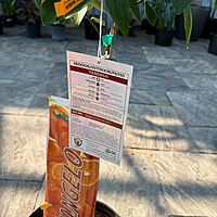 Citrus x tangelo 'Minneola' (Minneola Tangelo) - 5g Pot