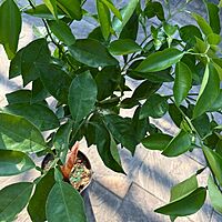 Citrus x tangelo 'Minneola' (Minneola Tangelo) - 5g Pot