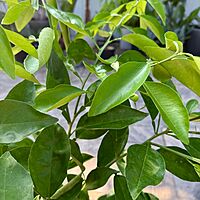 Citrus x tangelo 'Minneola' (Minneola Tangelo) - 5g Pot