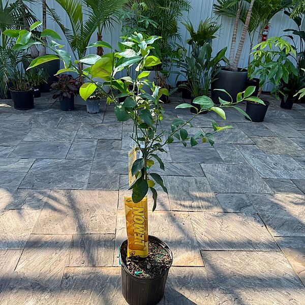 Citrus x meyeri (Meyer Lemon) - 5g Pot