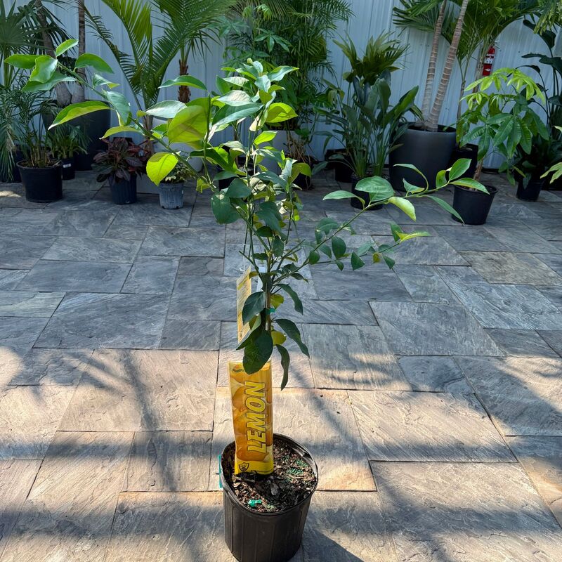 Citrus x meyeri (Meyer Lemon) - 5g Pot