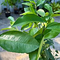 Citrus x meyeri (Meyer Lemon) - 5g Pot