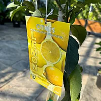 Citrus x meyeri (Meyer Lemon) - 5g Pot