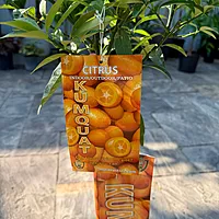 Citrus margarita (Nagami Long Kumquat) - 5g Pot