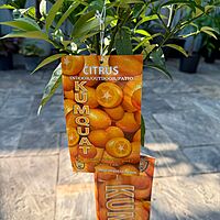 Citrus margarita (Nagami Long Kumquat) - 5g Pot