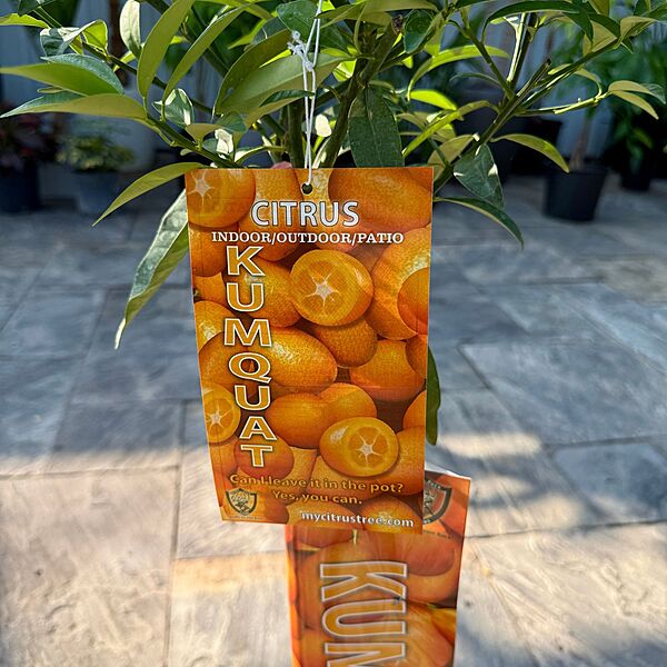 Citrus margarita (Nagami Long Kumquat) - 5g Pot