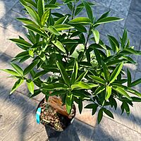 Citrus margarita (Nagami Long Kumquat) - 5g Pot