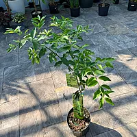 Citrus aurantiifolia (Key Lime) - 5g Pot