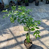 Citrus aurantiifolia (Key Lime) - 5g Pot