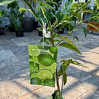 Citrus aurantiifolia (Key Lime) - 5g Pot