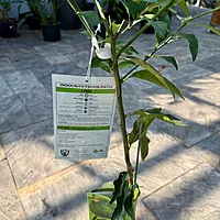 Citrus aurantiifolia (Key Lime) - 5g Pot