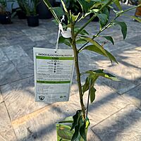 Citrus aurantiifolia (Key Lime) - 5g Pot