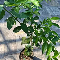 Citrus aurantiifolia (Key Lime) - 5g Pot